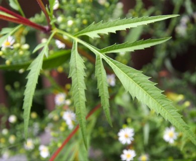 Bidens trichosperma