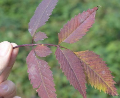 Bidens vulgata