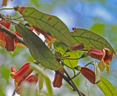 Bignonia capreolata