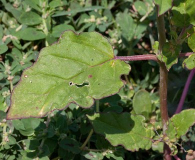 Boerhavia erecta