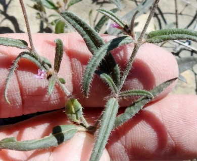 Boerhavia linearifolia