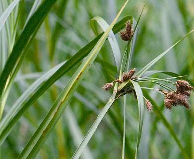 Bolboschoenus fluviatilis