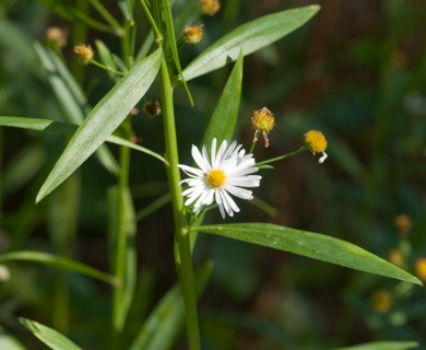 Boltonia asteroides