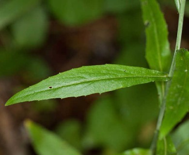 Borodinia canadensis