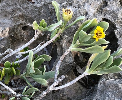 Borrichia arborescens