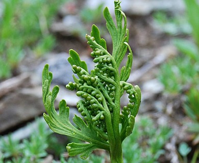 Botrychium lanceolatum