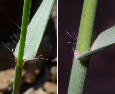 Bouteloua curtipendula