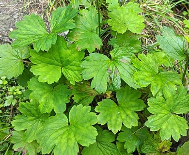 Boykinia aconitifolia