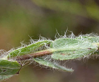 Bradburia pilosa