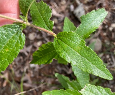 Brickellia cylindracea