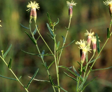 Brickellia eupatorioides