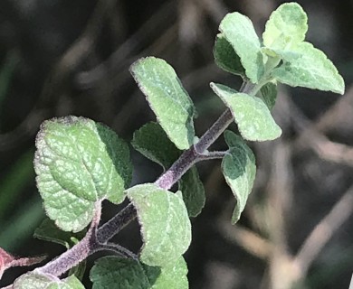 Brickellia veronicifolia