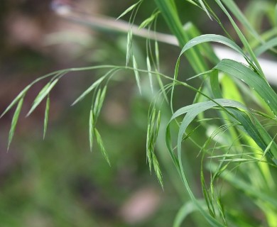 Bromus anomalus