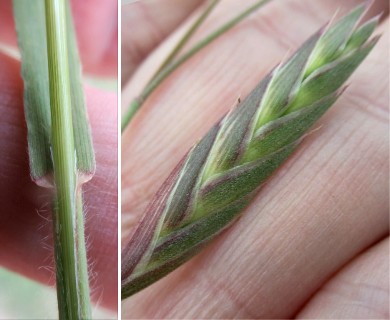 Bromus brevis
