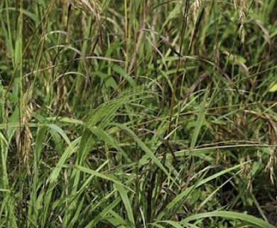 Bromus ciliatus