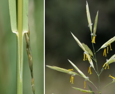 Bromus inermis