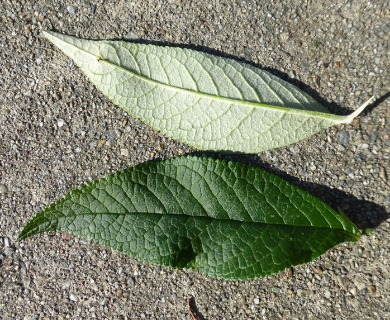 Buddleja davidii