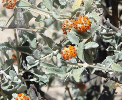 Buddleja marrubiifolia