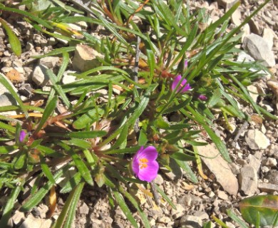 Calandrinia ciliata