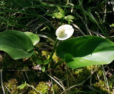 Calla palustris