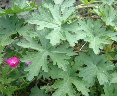 Callirhoe involucrata