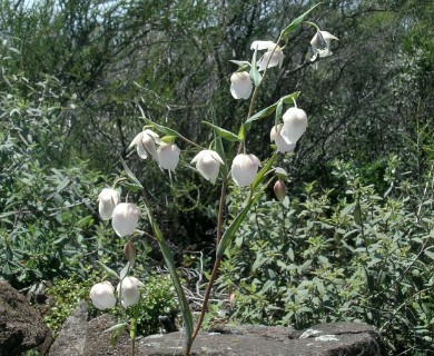 Calochortus albus