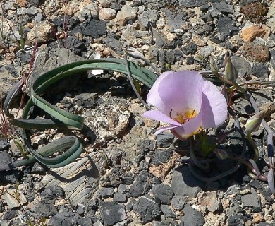 Calochortus flexuosus