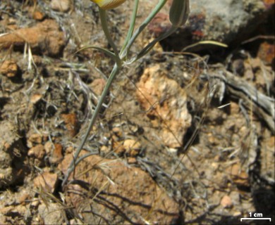 Calochortus leichtlinii