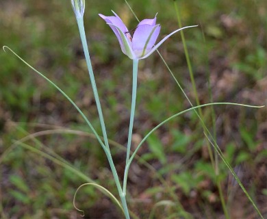 Calochortus macrocarpus