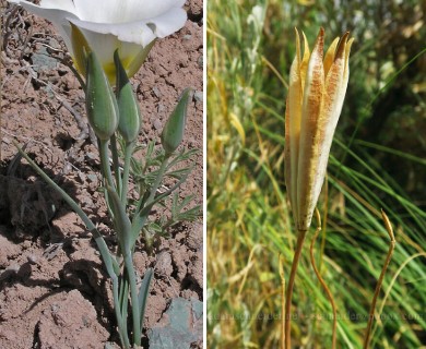 Calochortus nuttallii