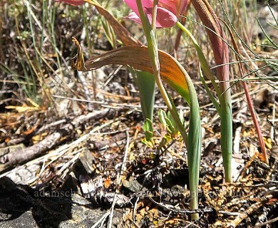 Calochortus persistens