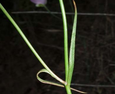 Calochortus splendens