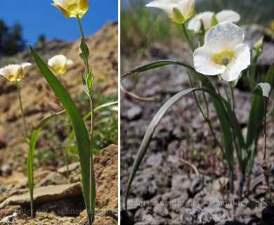 Calochortus subalpinus