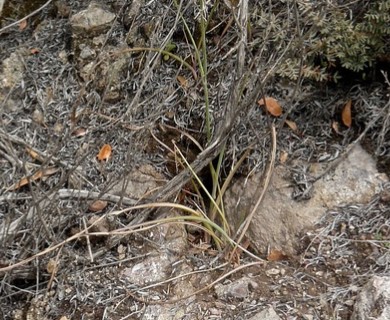 Calochortus venustus