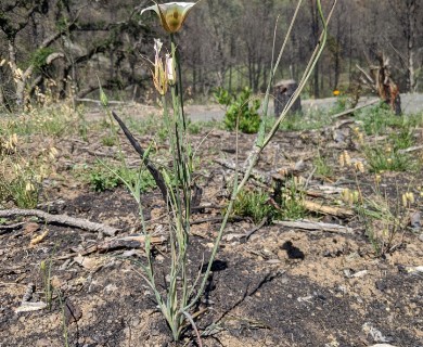 Calochortus vestae