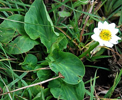 Caltha leptosepala