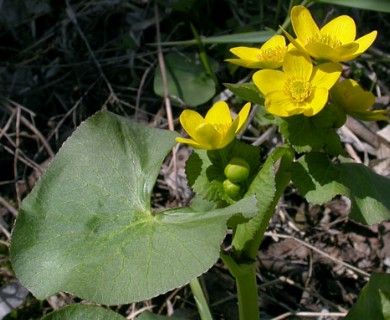 Caltha palustris