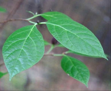 Calycanthus floridus