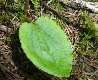 Calypso bulbosa