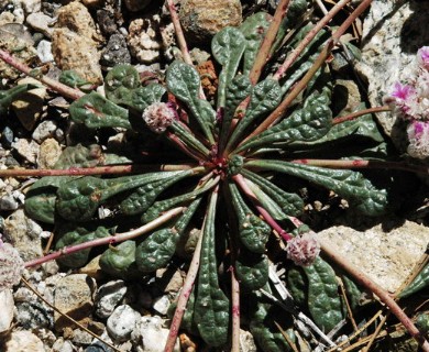 Calyptridium monospermum