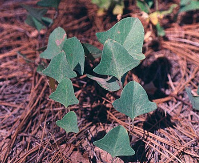 Calystegia atriplicifolia