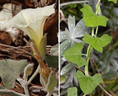 Calystegia malacophylla