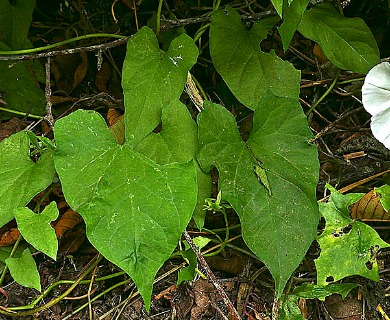 Calystegia silvatica