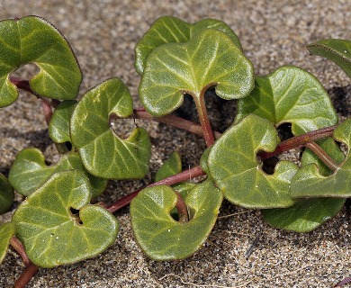 Calystegia soldanella