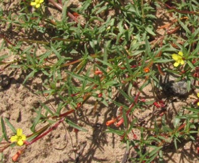 Camissonia strigulosa