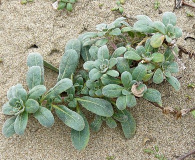 Camissoniopsis cheiranthifolia