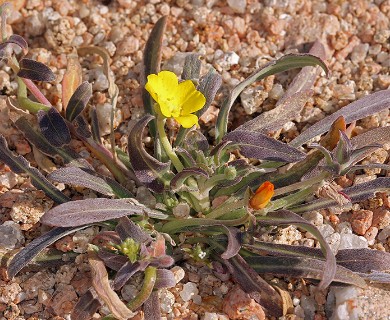 Camissoniopsis pallida