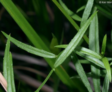 Campanula aparinoides