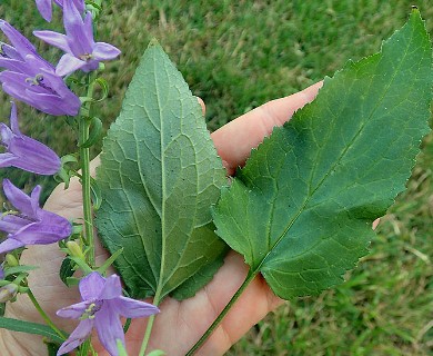 Campanula rapunculoides