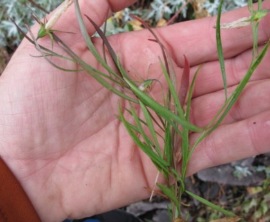 Campanula rotundifolia